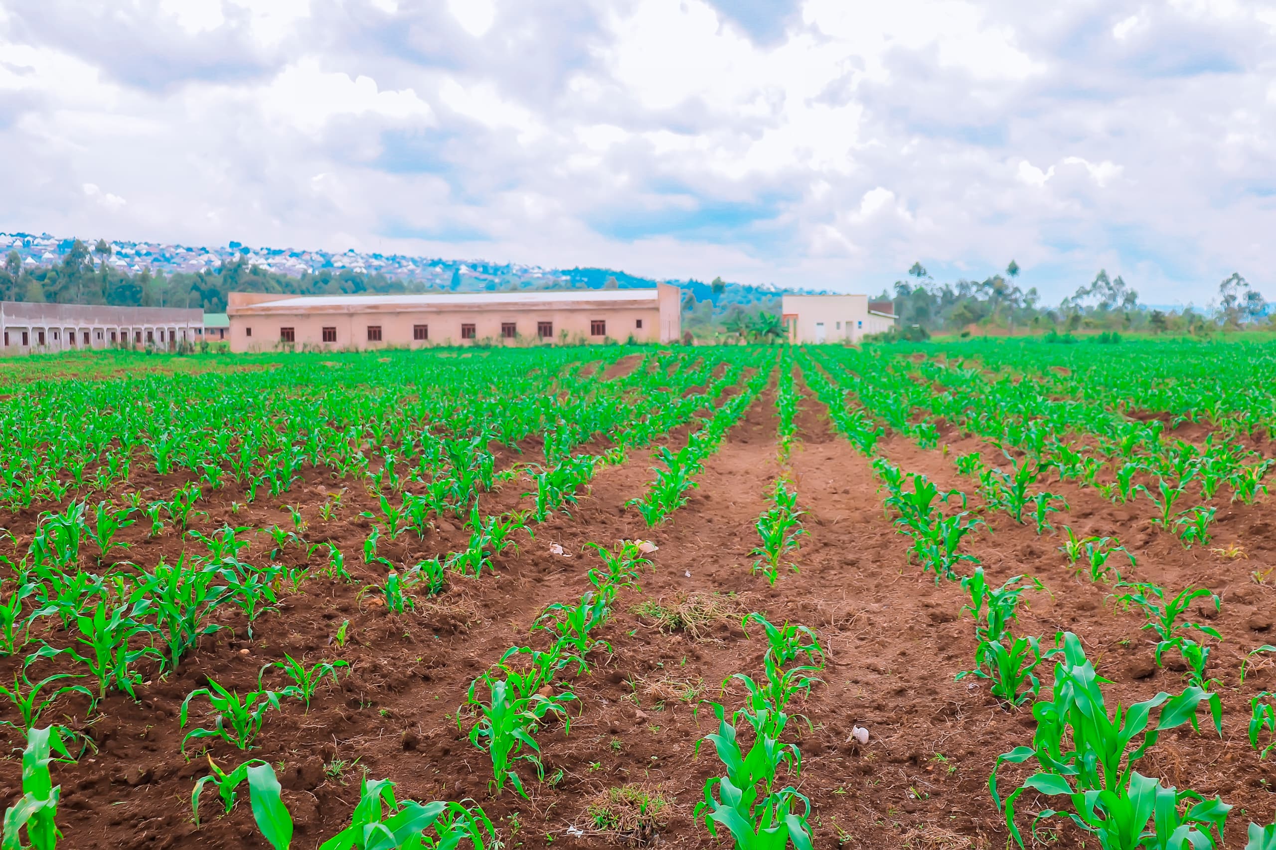 Avec l’irrigation des eaux souterraines, Sinzumusi Rajab transforme sa culture de mais avec une irrigation facile. Photo d’Eraste Manishaka